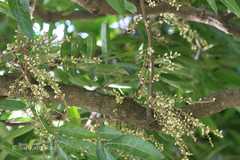 Lepisanthes tetraphylla